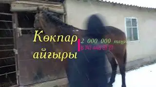 Көкпар айғыры сатылуда 20.11.2019 жыл