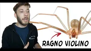 HO CATTURATO IL RAGNO VIOLINO ( Loxosceles rufescens )