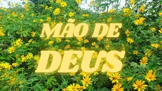 PLANTA MÃO DE DEUS