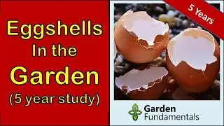 Eggshells Buried in the Garden- 5 Years Later 🍳🥓🍳 Did They Decompose?
