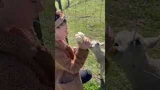 Rejected By Mama! #2024 #lamb #abandoned #morrispatchofheavenhomestead #couplegoals #bottle
