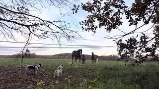 The Foxterriers met the horses - Artemis, Zigmund a Wirginia(mare)