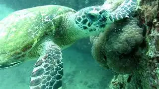 Дайвинг на Самуи// Ко Тао // Sail Rock
