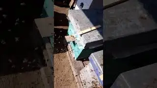 пыльца пошла полным ходом