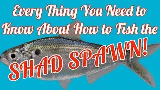 Fishing the Shad Spawn: Where, When, How and Why!