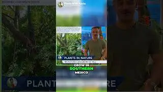 Discover the Majestic Monstera: A Glimpse into Nature's Marvel