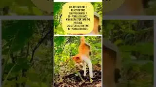 Cat reaction time 