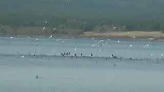 Лето пришло кукушка закуковала