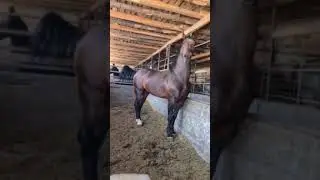 Көкпар. Көкпар ат🔥👍