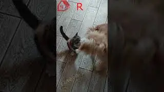 Ксюшка - нахалюшка 😂СМЕШНЫЕ КОШКИ😂 2022 