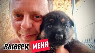 ЩЕНКИ НА ОБЗОРЕ И ИХ ДРУГ ГЛИСТОГОН