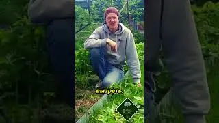 Почему ваша малина мелкая? Узнайте секреты! #сад #малина #дача #огород