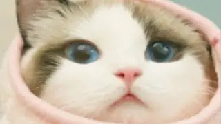 养猫人越早知道对猫咪越好的事情