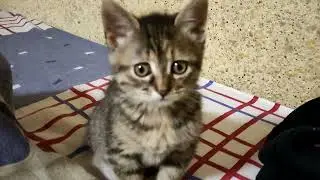 Кошка разбудила меня в субботу