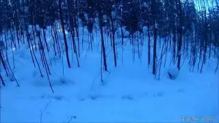Охота на зайца. Боевой заяц. The hunting of the hare. Battle hare