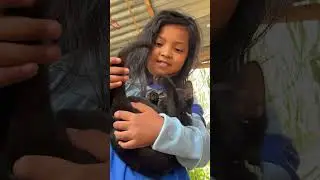 kucing hitam main ekor sendiri