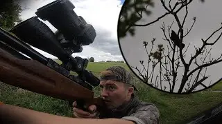 Airgun Rooks
