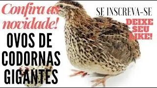 Chegaram meus ovos de CODORNA GIGANTE!