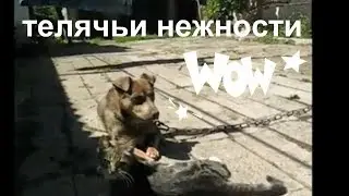 телячьи нежности - дружба между котом и псом,, смешные животные,,