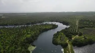 Plantação de Coqueiros de perder de vista - Trairí, Ceará, Brasil (sem edição)