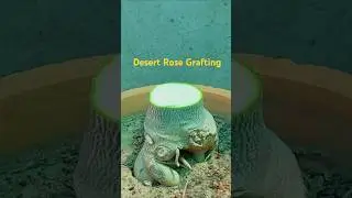 Adenium Multiple Grafting Method | how to graft desert rose easily #shorts #short #adenium