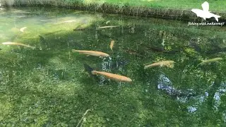 Trout Farming | Bavarian State Fisheries Institute | Starnberg Germany