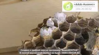 ДДД Адонис Дезинсекция дезинфекция дератизация уничтожение ос, шершней