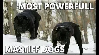 5 Most Powerfull Mastiff Dog Breeds | mastiff dogs | pets & animals point: