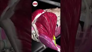 Жим штанги лёжа