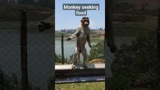 Monkey seeking food 