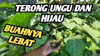 TERONG UNGU & HIJAU SUBUR BANYAK BUAHNYA