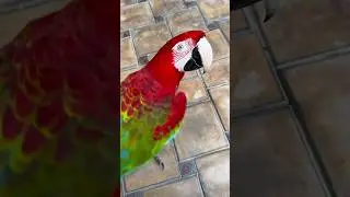 Qizil scarlet ara🦜 - Красный араа 🦜