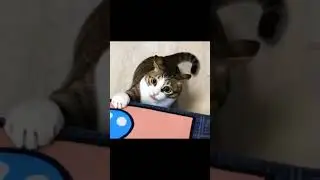 #lovecat #funny