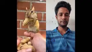 #funny #squirrel #cute #animals #chipmunk #animal #meme #nature #rabbit #bunny