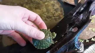 отважный черепашонок исследует свой новый дом.