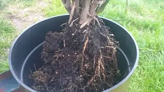 Lemon tree Replanting//লেবুগাছ কে কি জন্য টব পরিবর্তন করে নিলাম/ লেবু গাছের পরিচর্যা