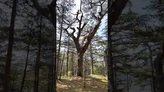 Вот это размерчик, Крымский баобаб #crimea #ялта #shorts #short