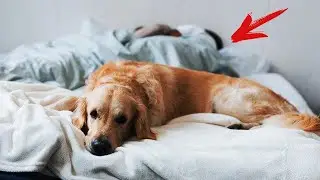 The dog came home to the woman and just slept. But once...
