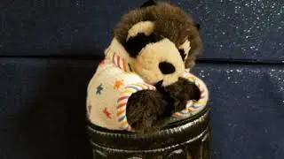Bedtime Story with Ruby the Raccoon: 