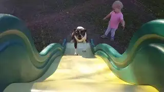 Boston Terrier trying to run up slide