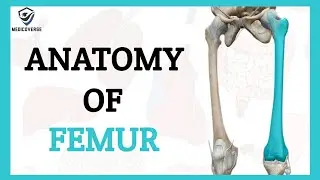 FEMUR ANATOMY - Bone of Lower Limb - Simplified Human Anatomy