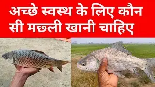 अच्छे स्वस्थ के लिए कौन सी मछली खाना चाहिए || कही आप जहरीली मछली तो नही खा रहे || sundar bihar