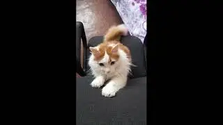 The cat attacked the owner!