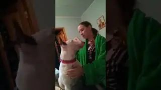 Бультерьер : Самба мячик пирожочек !!!