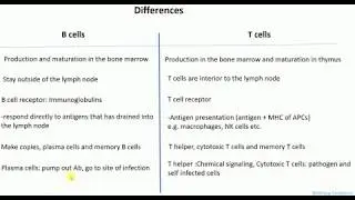 Differences between B cells and T cells  | B cells vs T cells | What are B cells and T cells |