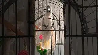 Какаду танцует.
