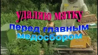 Удаляю плодную матку перед главным медосбором