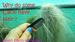 Why do some Cacti have Hair ? #cactus #cactusplants #cacti #succulents