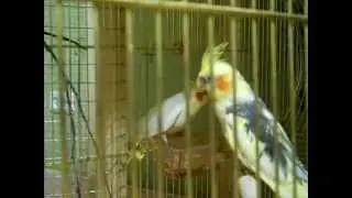 Как попугай стучит клювом. Самец Кореллы стучит клювом.