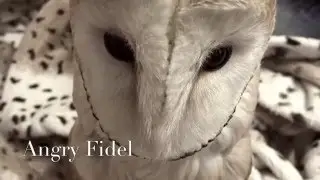 Сова Фидель! Сипуха! Angry OWL! Сердитая сова! Злая сова! Сова из ада!